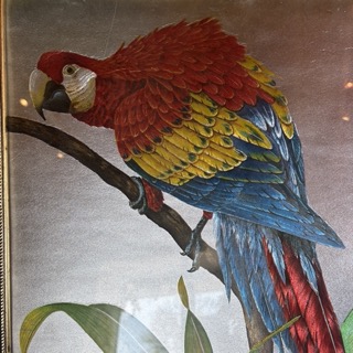 Richard J. Smith "Red &amp; Yellow Macaw" Circa 1980 - Coast Consignment - image 3