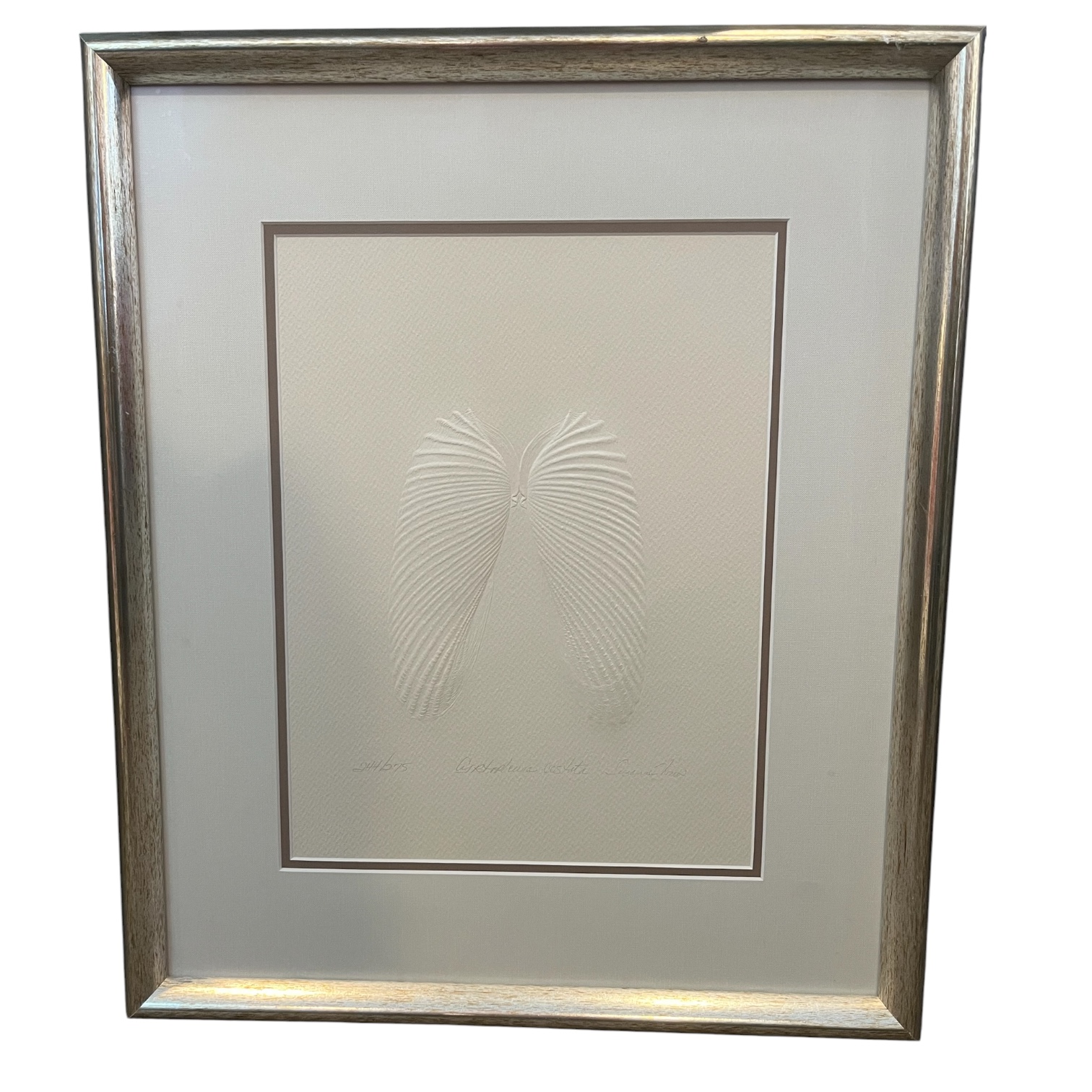 Embossed “Cyrtopleura Costata” Framed Print
