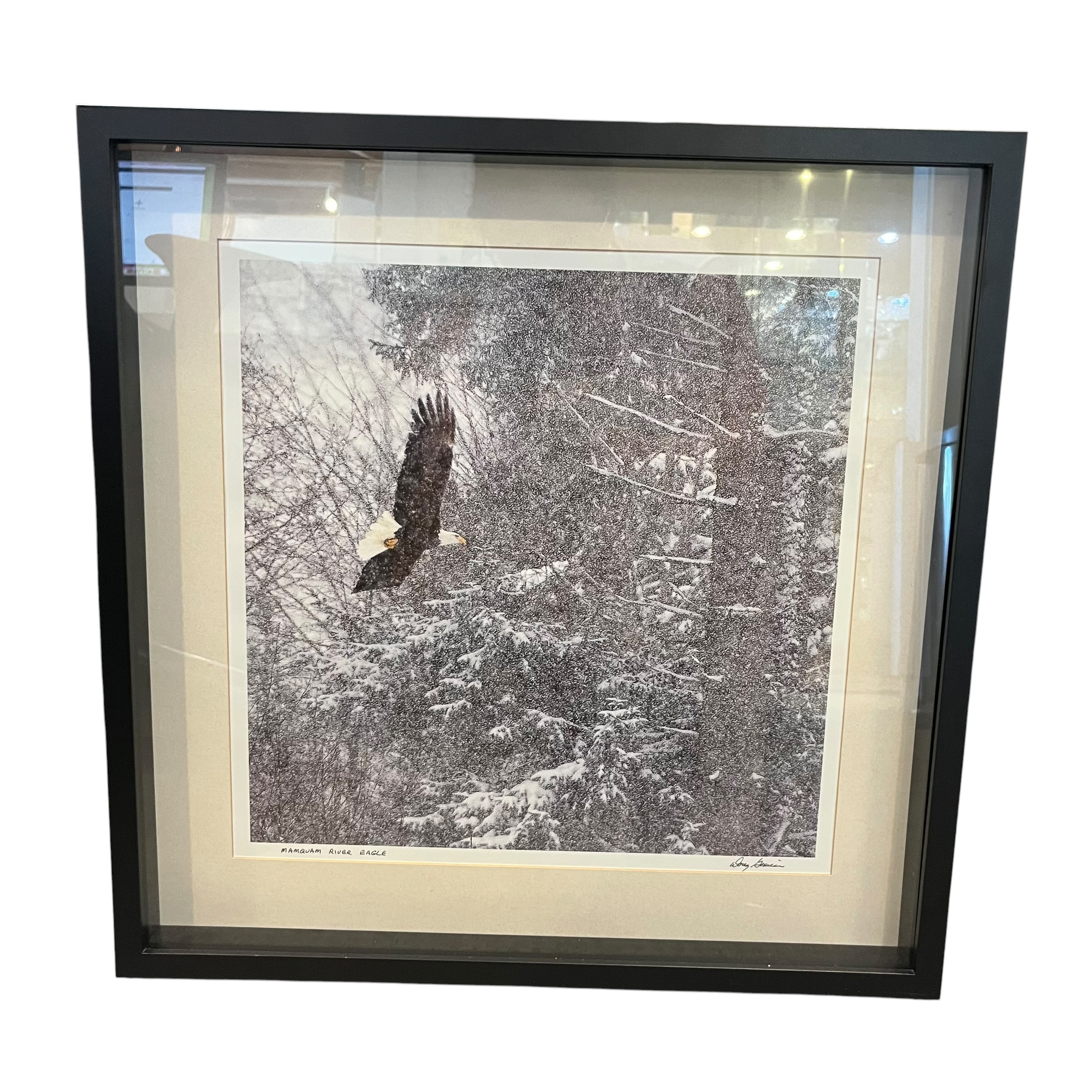 Doug Goxucin 'Mamquam River Eagle' Print - Coast Consignment