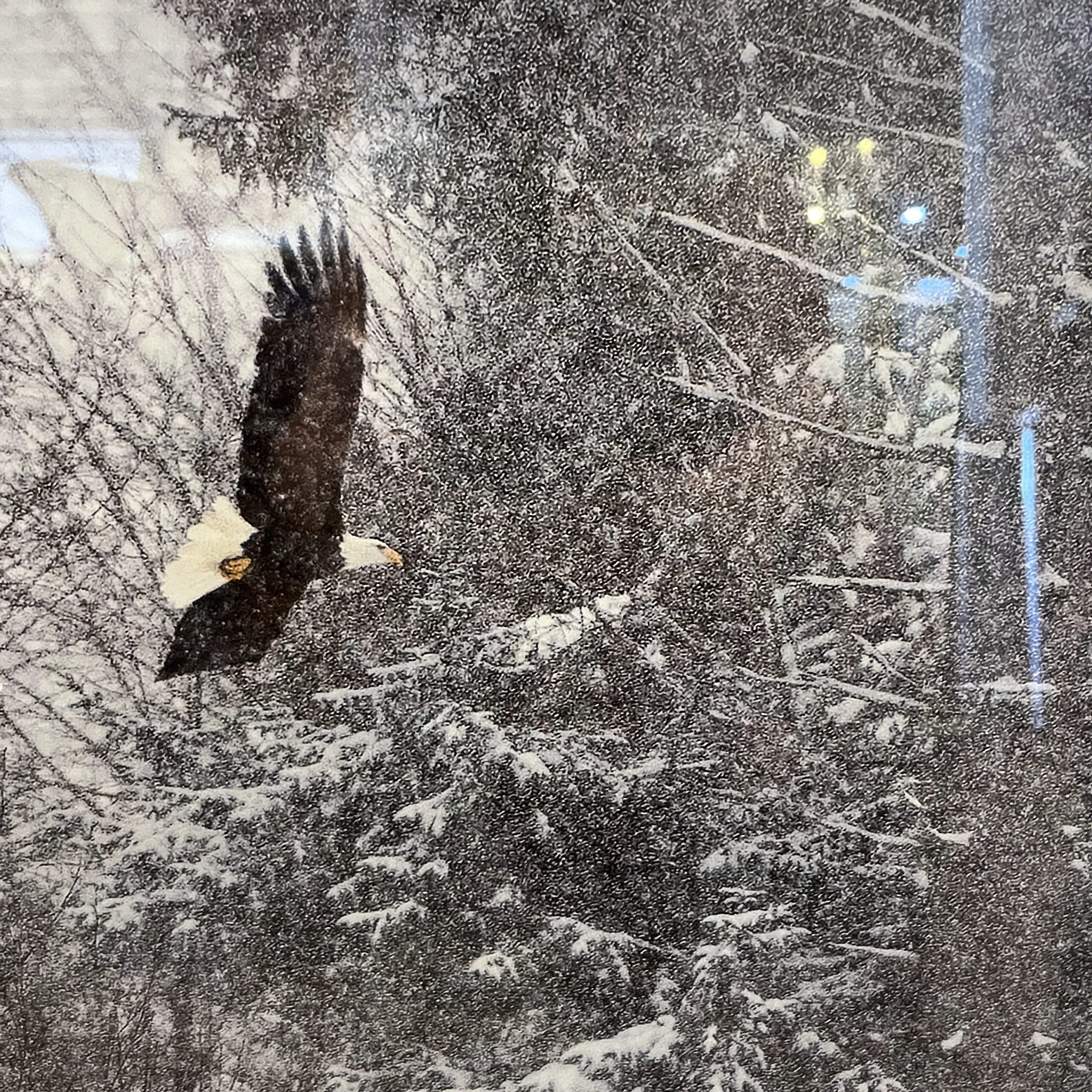 Doug Goxucin 'Mamquam River Eagle' Print - Coast Consignment